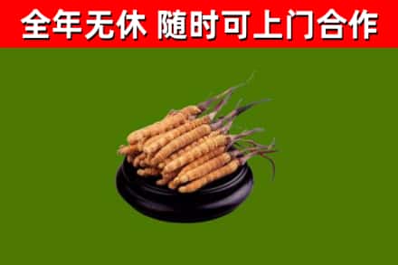 海南省烟酒回收冬虫夏草.jpg