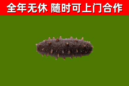 海南省回收海参干